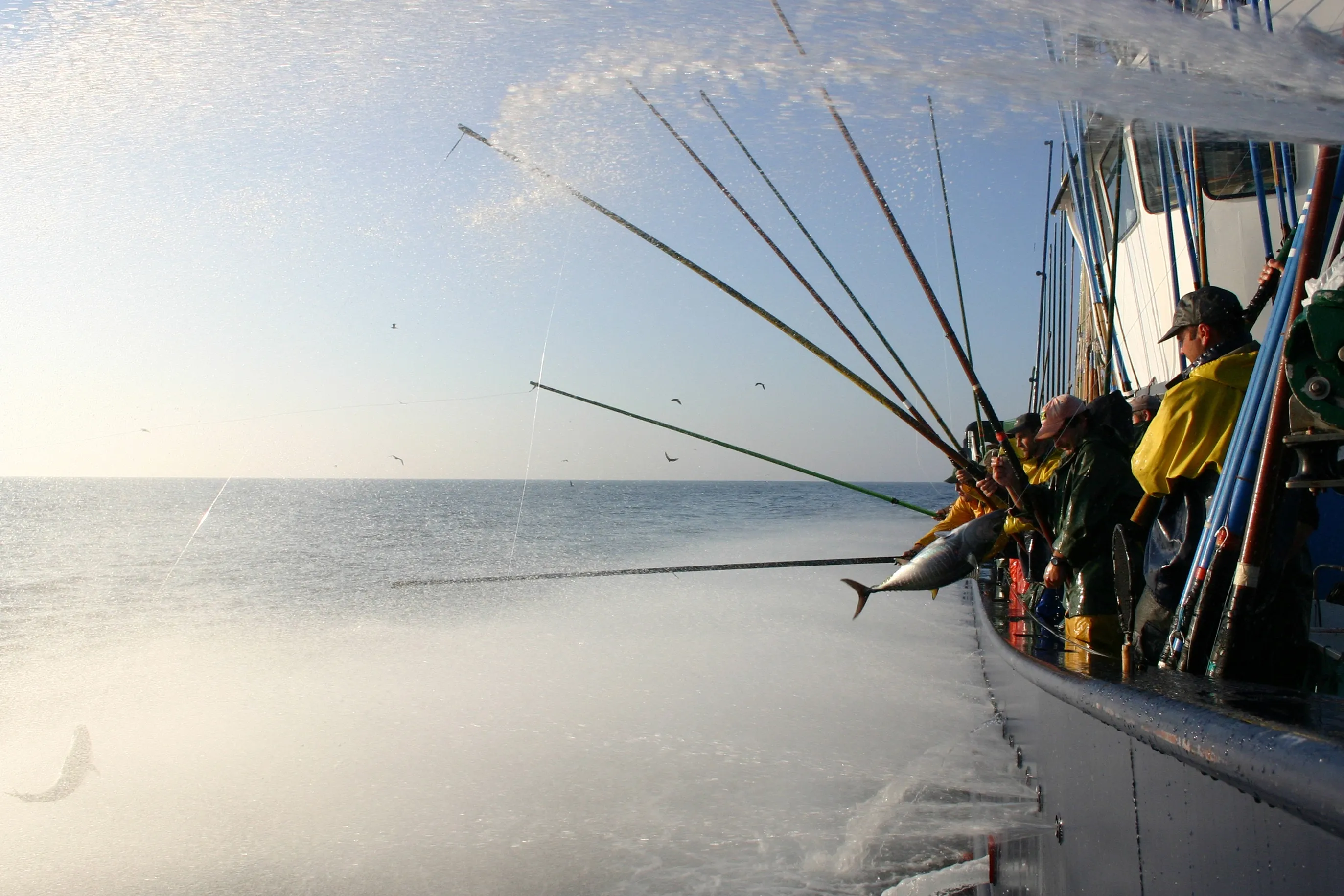 Fishing boat at sea with crew pulling a large tuna from the water.